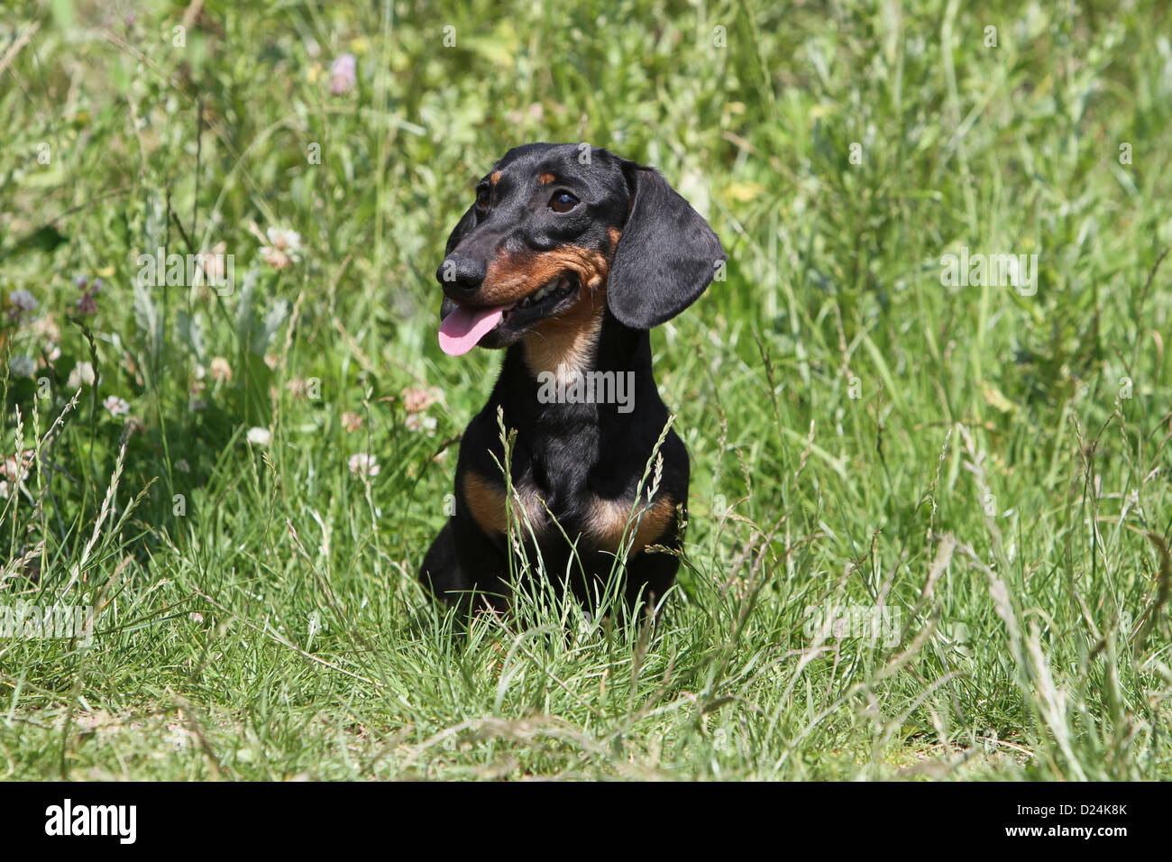 Dog Dachshund /  Dackel / Teckel  shorthaired adult (black and tan) sitting in a meadow Stock Photo