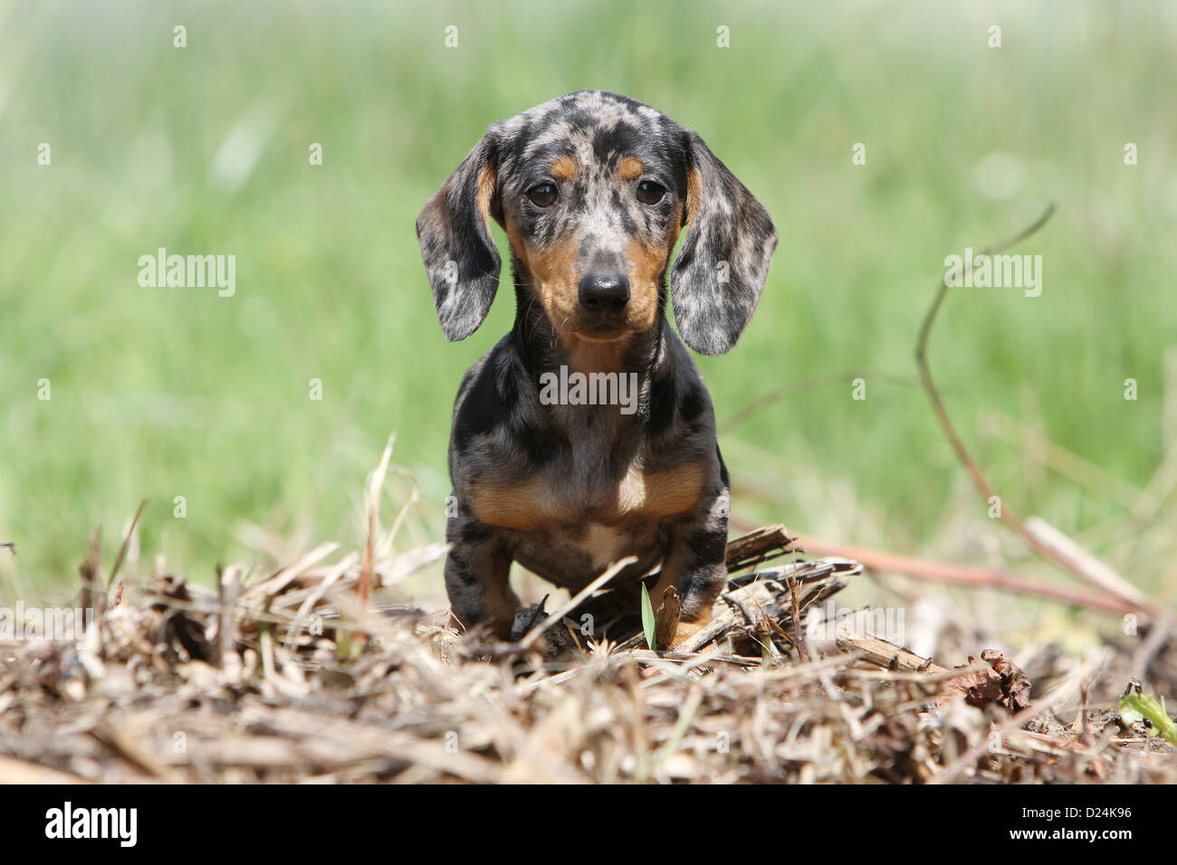 Dog Dachshund /  Dackel / Teckel  shorthaired puppy (Harlequin Merle) standing Stock Photo