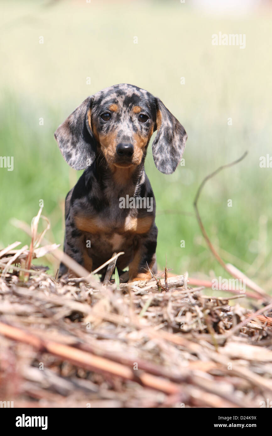 Dog Dachshund /  Dackel / Teckel  shorthaired puppy (Harlequin Merle) standing Stock Photo
