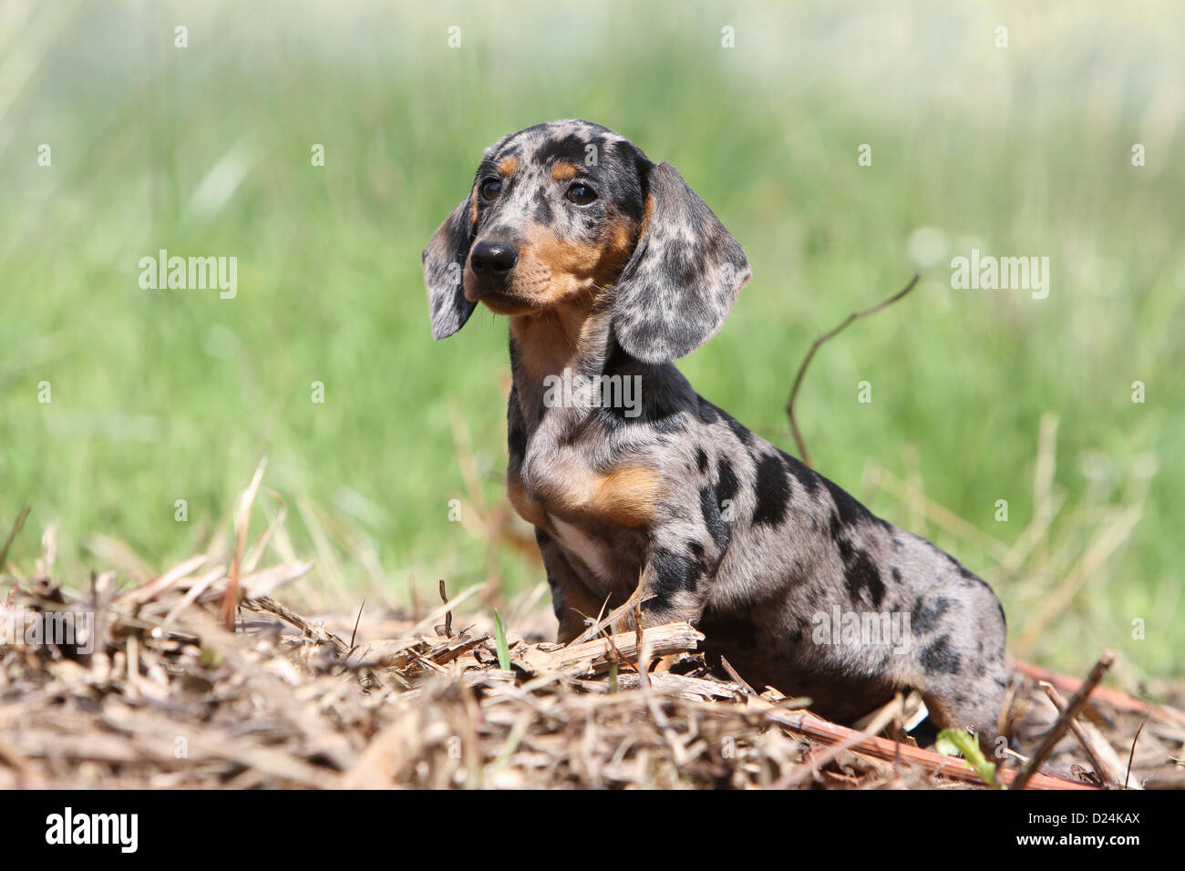 Dog Dachshund /  Dackel / Teckel  shorthaired puppy (Harlequin Merle) sitting Stock Photo