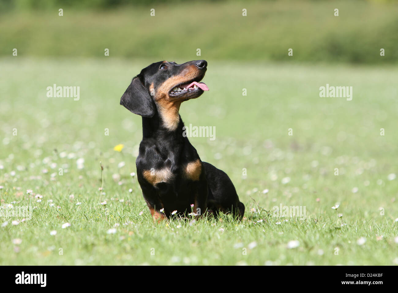 Dog Dachshund /  Dackel / Teckel  shorthaired adult (black and tan) sitting look up Stock Photo