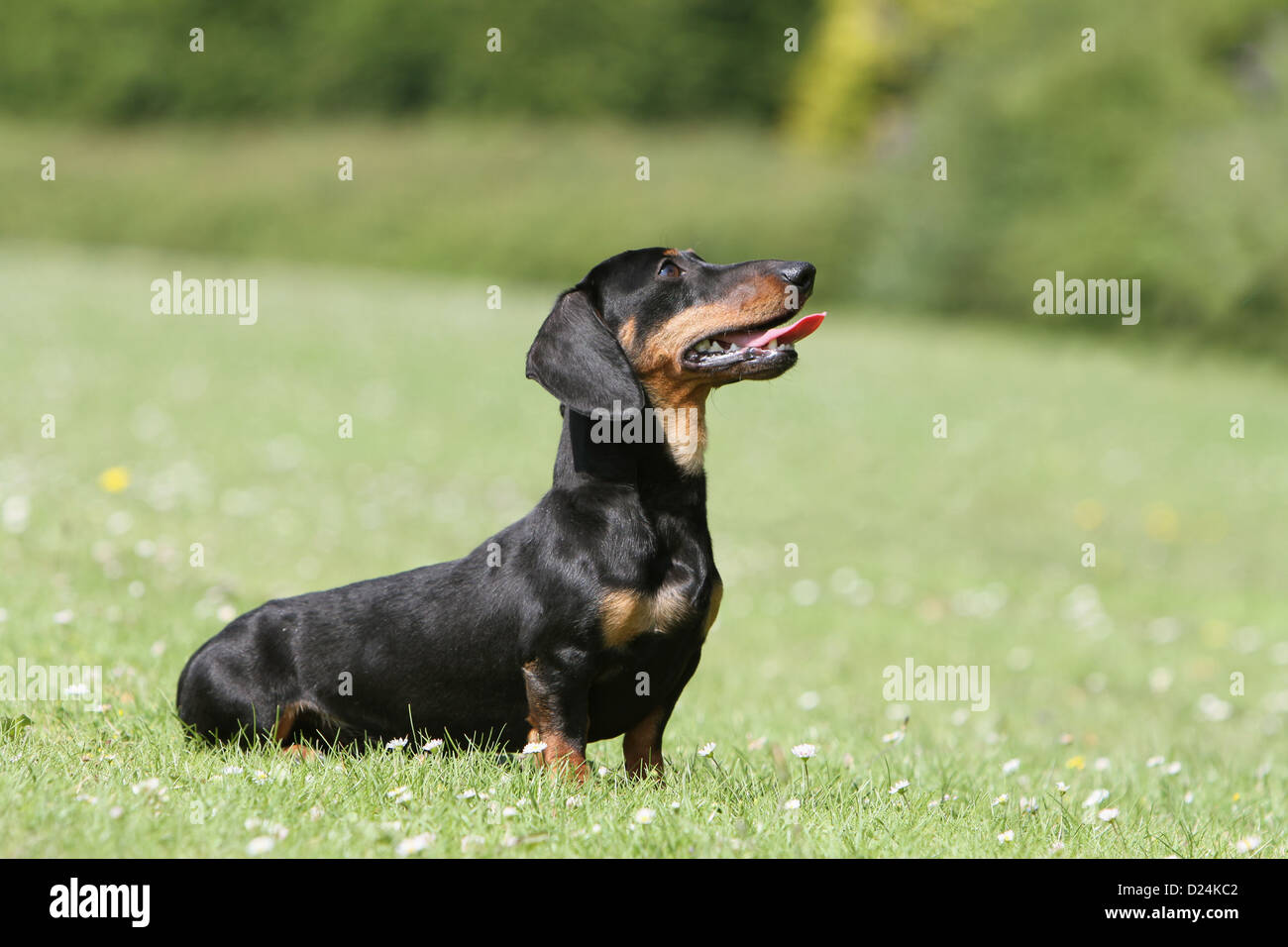 Dog Dachshund /  Dackel / Teckel  shorthaired adult (black and tan) sitting in the grass Stock Photo
