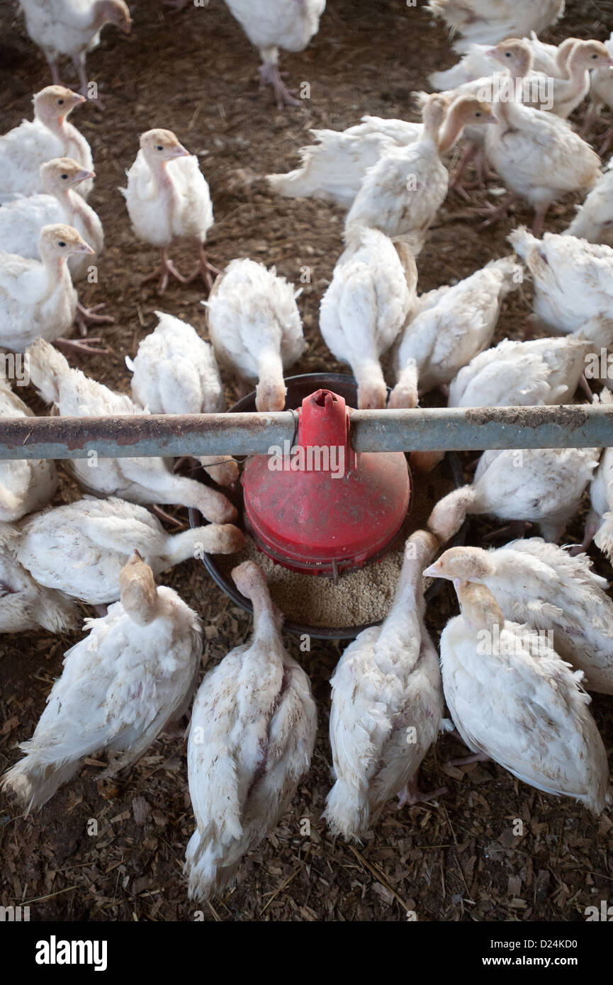 Turkey farm hires stock photography and images Alamy