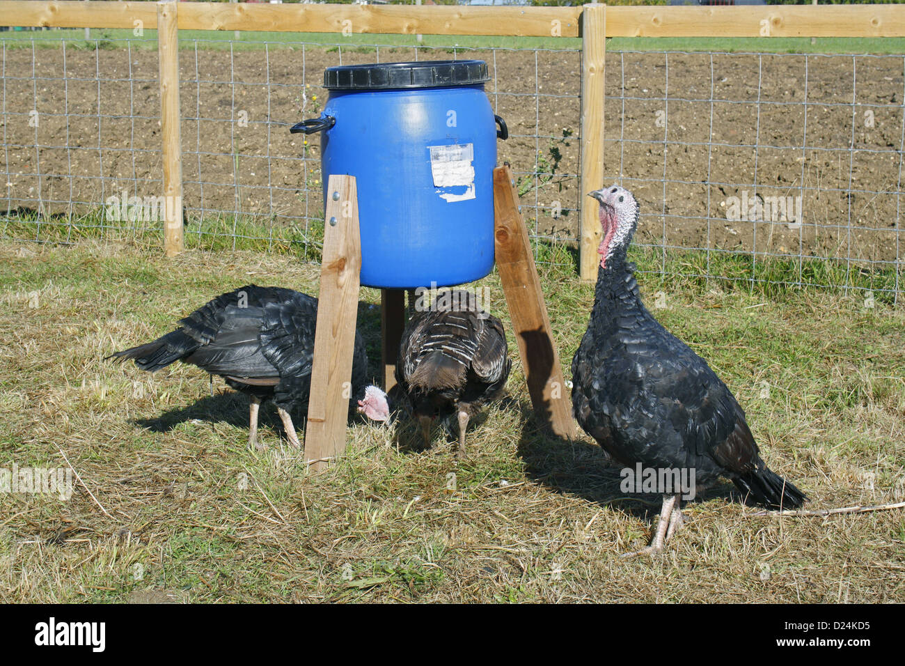 Turkey Feeder Bird Stock Photos Turkey Feeder Bird Stock Images