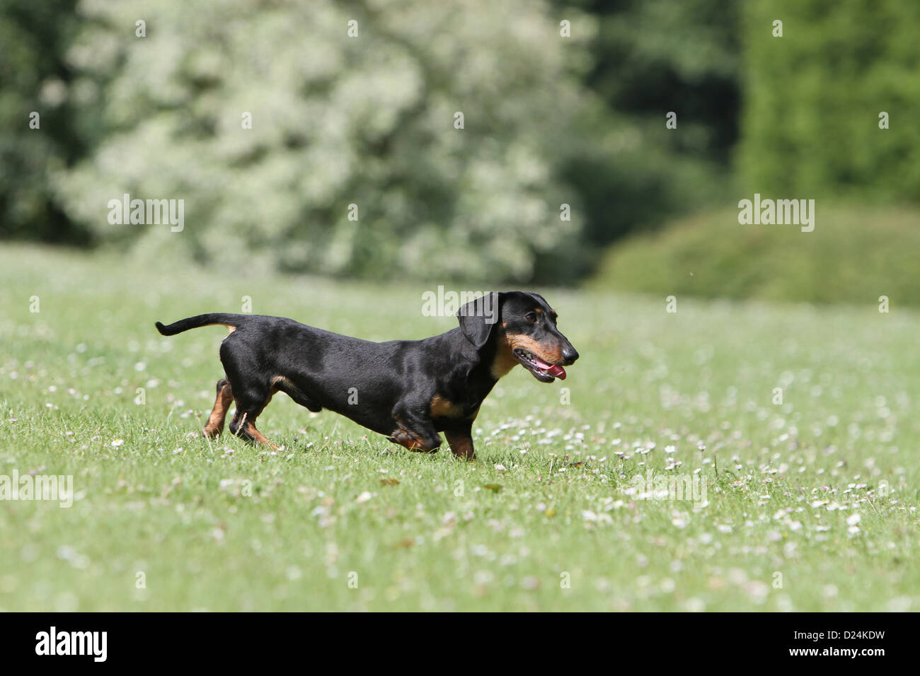 Dog Dachshund /  Dackel / Teckel  shorthaired adult (black and tan) running in the grass Stock Photo