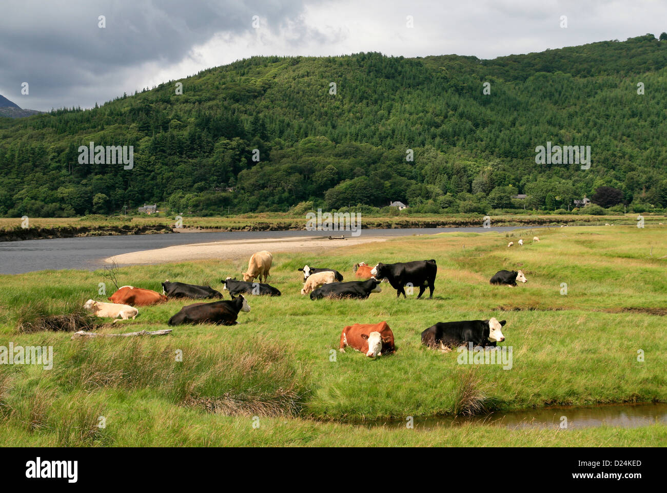 Cattle grazing Mawddach estuary Penmaenpool Gwynedd Wales UK Stock