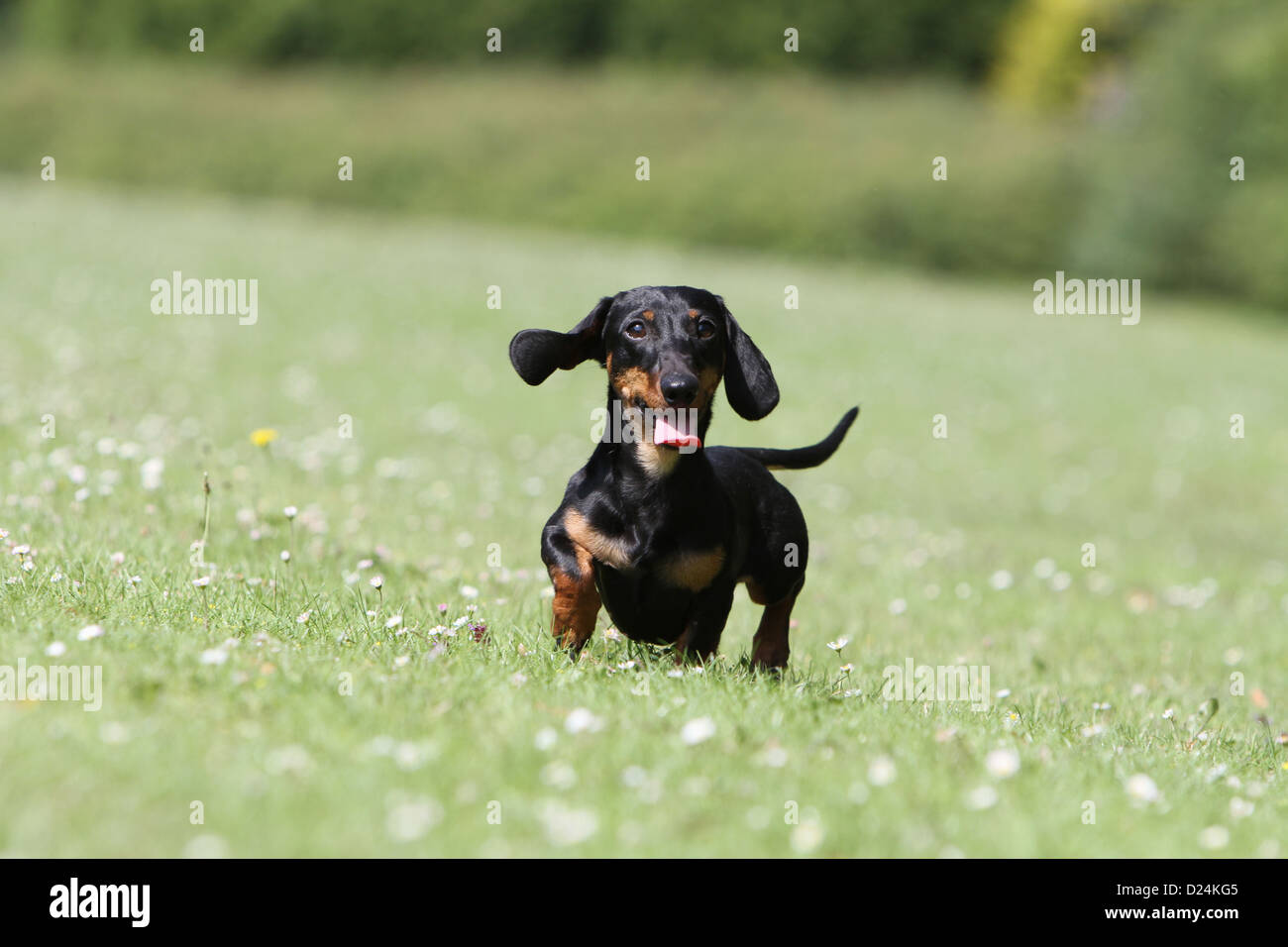 Dog Dachshund /  Dackel / Teckel  shorthaired adult (black and tan) running in the grass Stock Photo