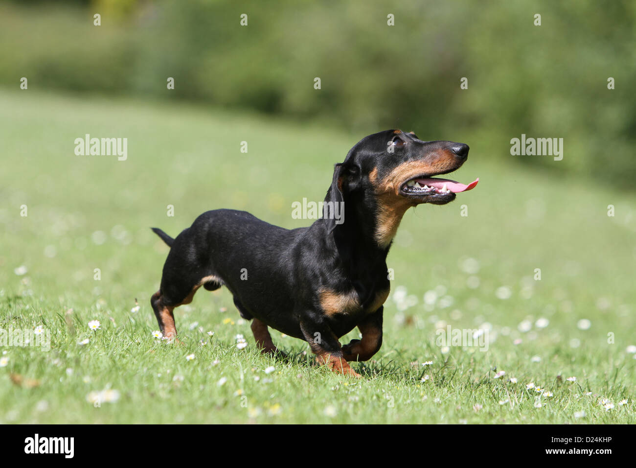 Dog Dachshund /  Dackel / Teckel  shorthaired adult (black and tan) standing in the grass Stock Photo