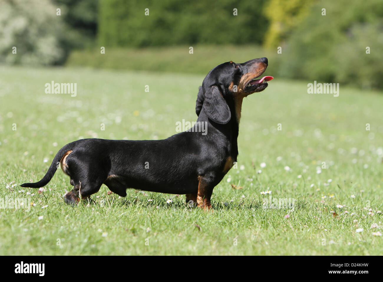 Dog Dachshund /  Dackel / Teckel  shorthaired adult (black and tan) standard profile in a meadow Stock Photo