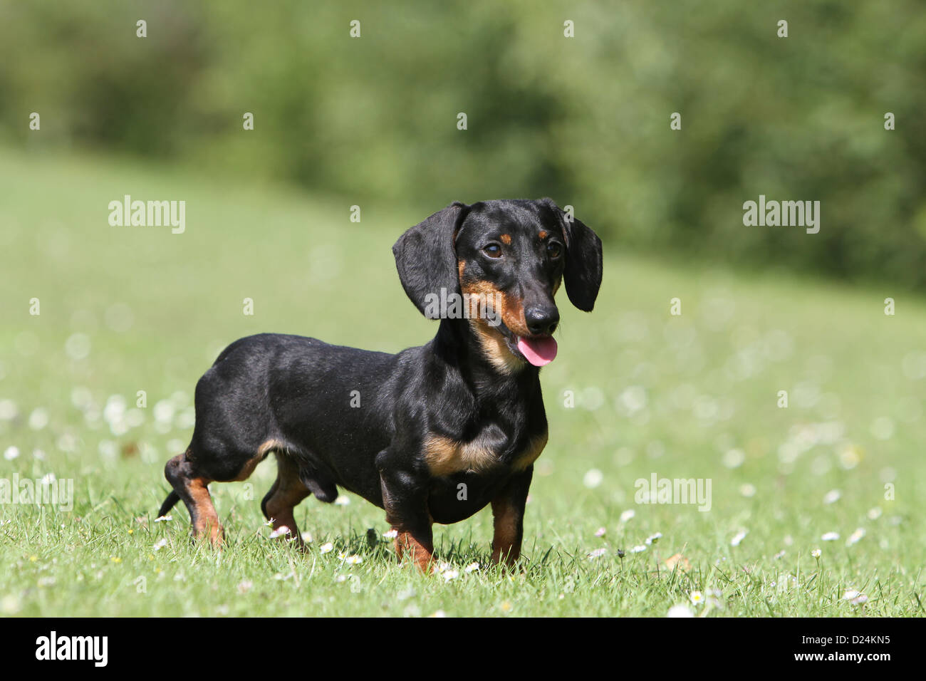 Dog Dachshund /  Dackel / Teckel  shorthaired adult (black and tan) standing in a meadow Stock Photo