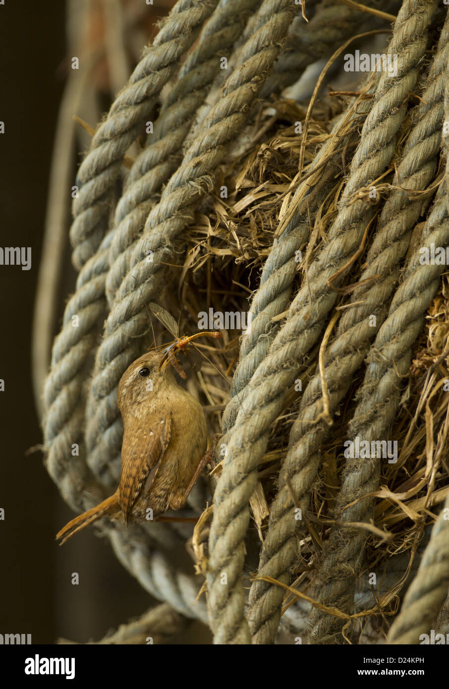 Eurasian Wren (Troglodytes troglodytes) adult, with cranefly in beak ...