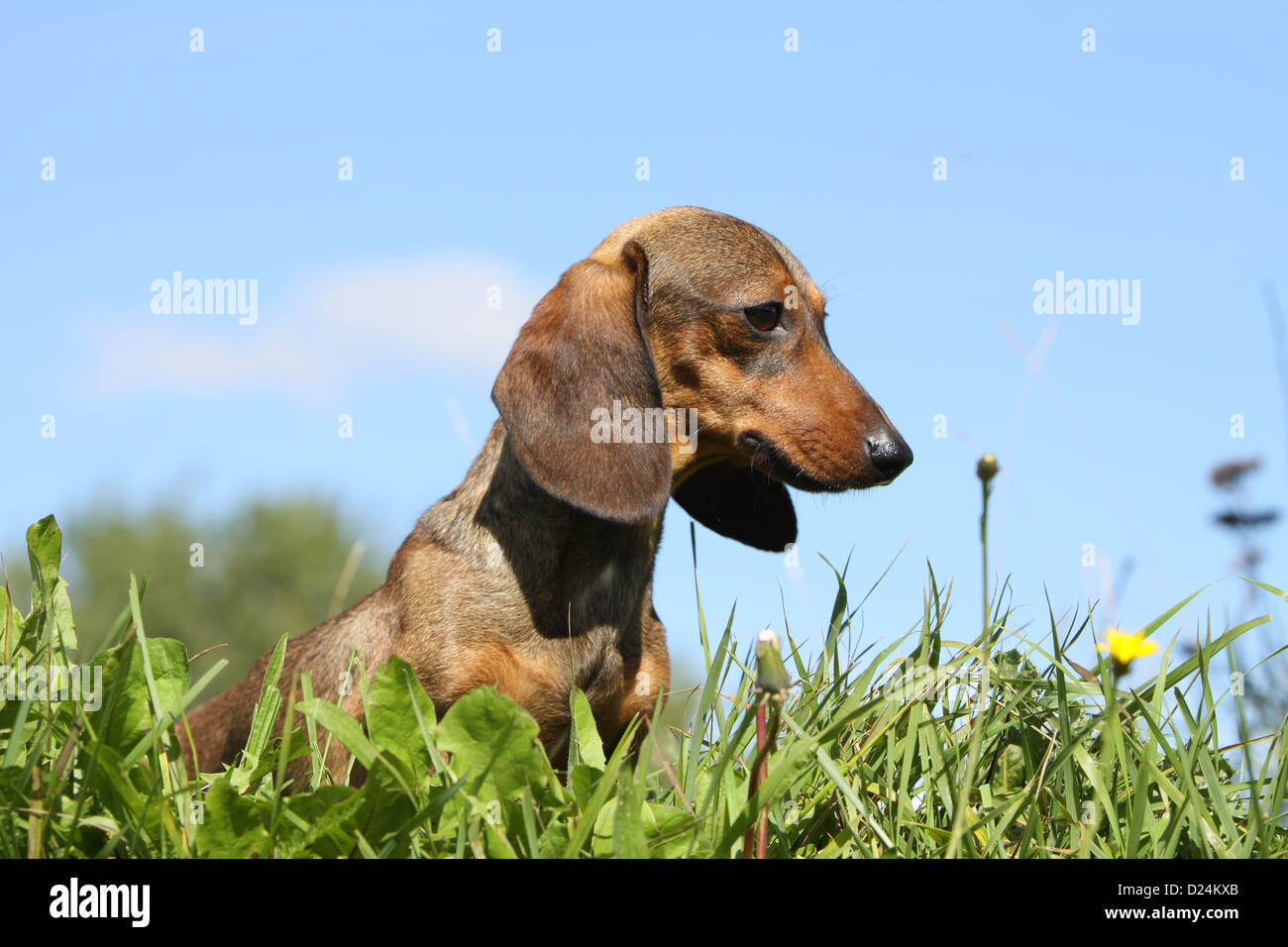 Dog Dachshund /  Dackel / Teckel  shorthaired adult (red) sitting profile Stock Photo