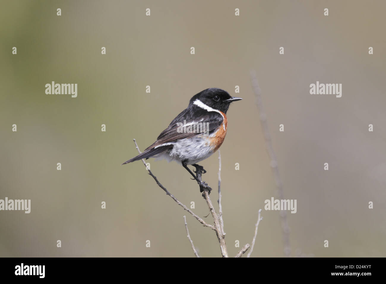 African Stonechat (Saxicola torquatus) adult male, perched on stem, Bontebok N.P., Western Cape, South Africa, September Stock Photo