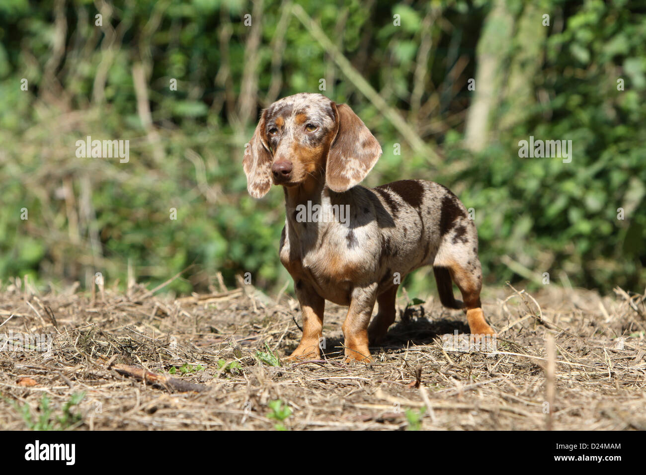 Dog Dachshund /  Dackel / Teckel  shorthaired adult (Harlequin Merle brown) standing Stock Photo