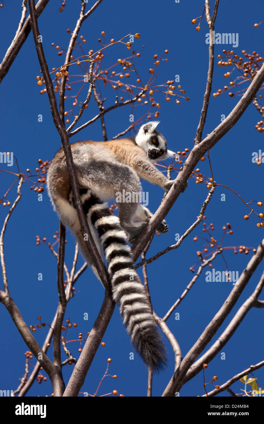 Madagascar, Ambalavao, Reserve d’Anja, Ringtailed Lemur, Lemur catta sitting in tree, eating berries Stock Photo