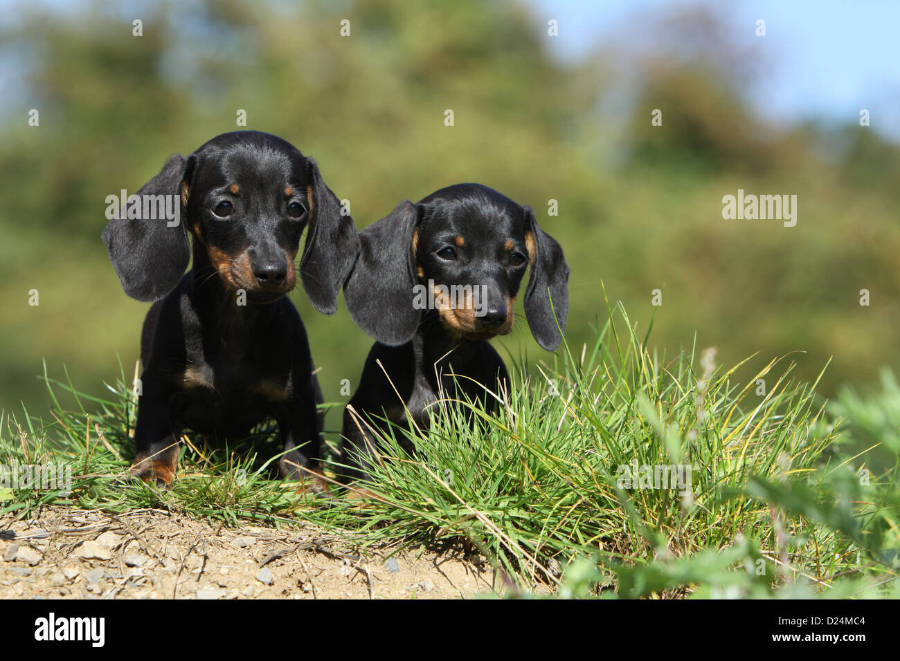 Dog Dachshund /  Dackel / Teckel  shorthaired two puppies (black and tan) sitting Stock Photo