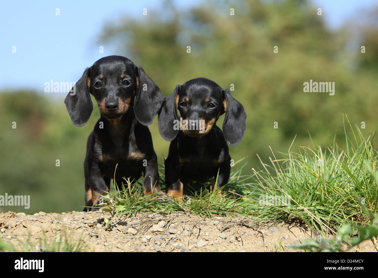Dog Dachshund /  Dackel / Teckel  shorthaired two puppies (black and tan) sitting Stock Photo