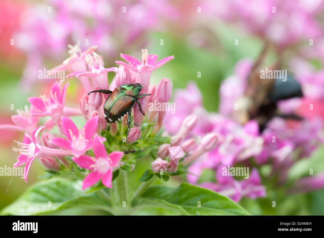 Bumble bee and June Bug getting pollen from a pink blossoming flower growing on a cut flower farm Stock Photo