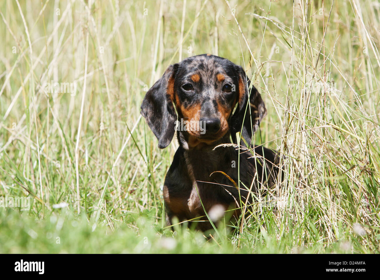 Dog Dachshund /  Dackel / Teckel  shorthaired adult (Harlequin) standing in a meadow Stock Photo