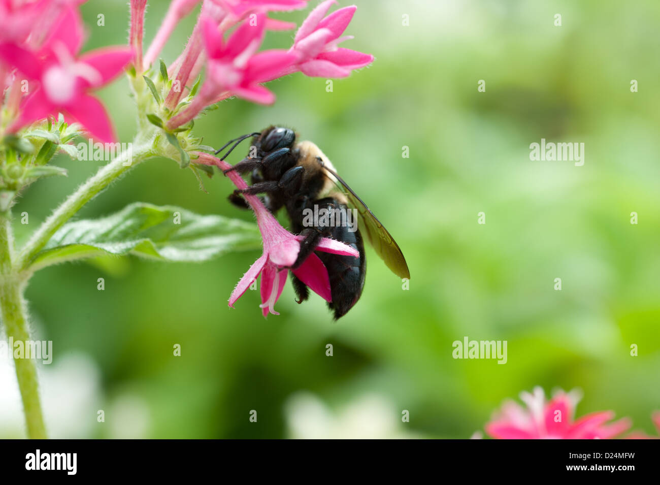 Bumble bee getting pollen from a pink blossoming flower growing on a cut flower farm  Stock Photo