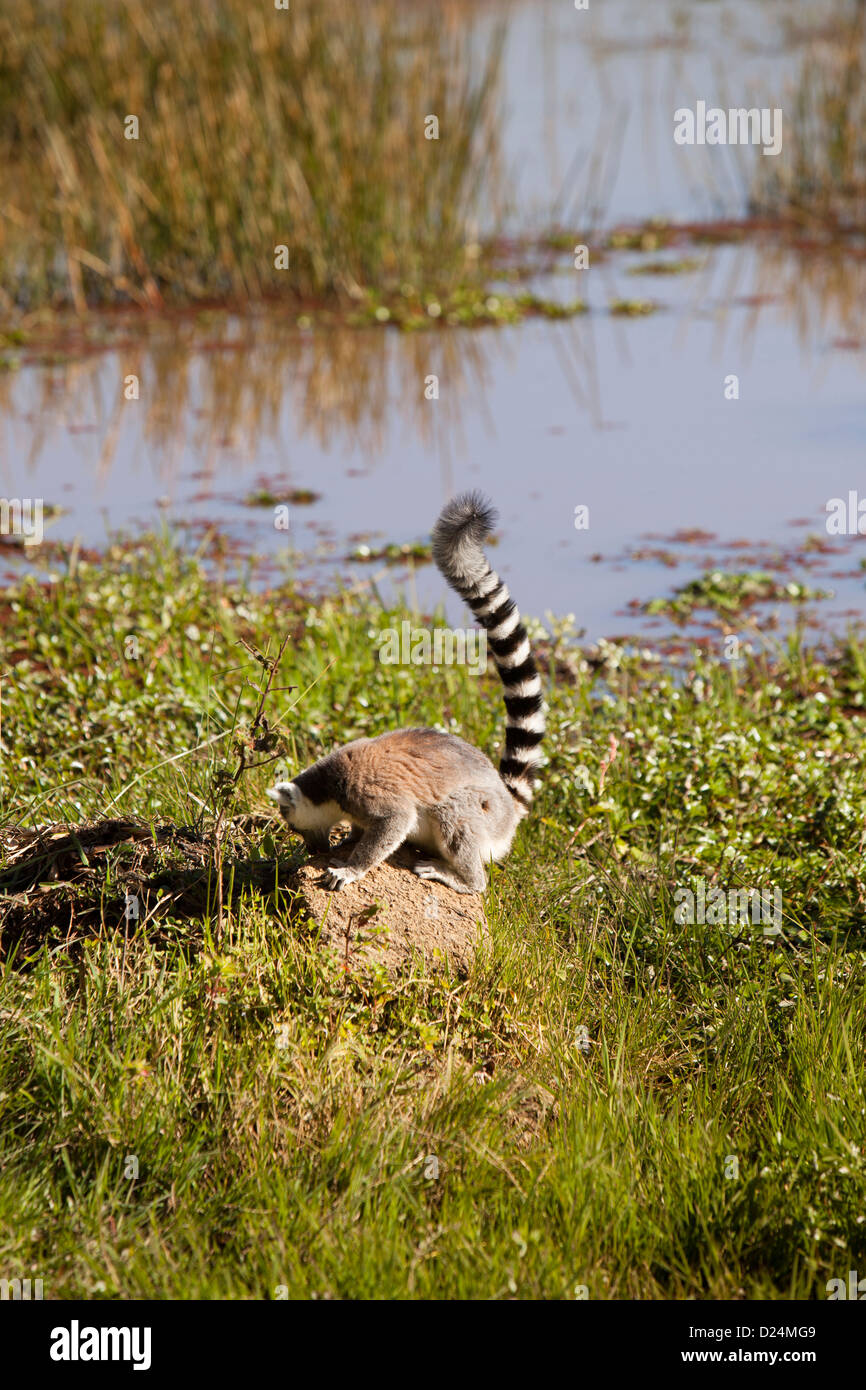 Madagascar, Ambalavao, Reserve d’Anja, Ringtailed Lemur, licking mineral salts from rock Stock Photo