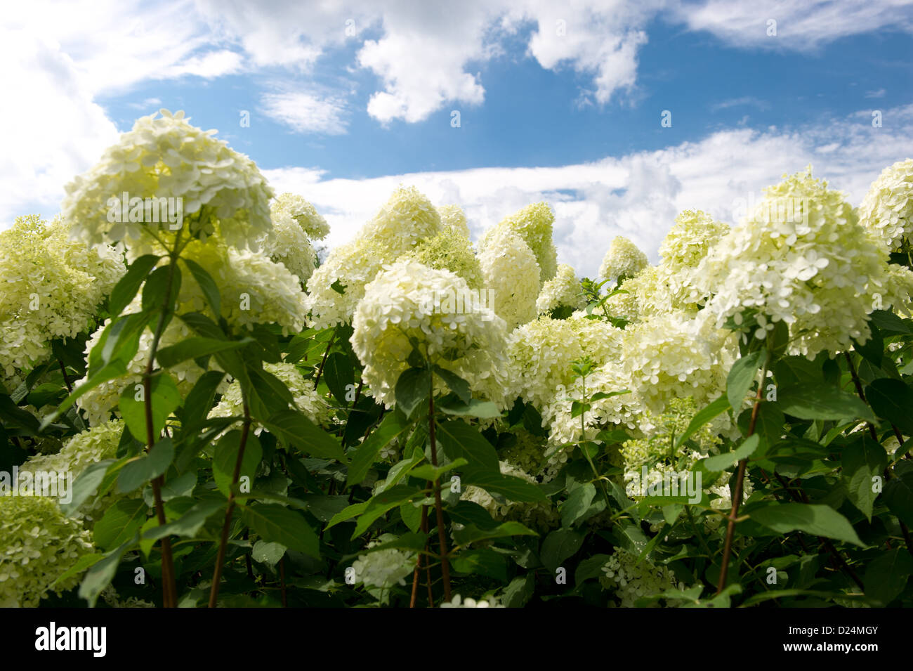 Limelight Hydrangea growing on a cut flower farm Stock Photo Alamy