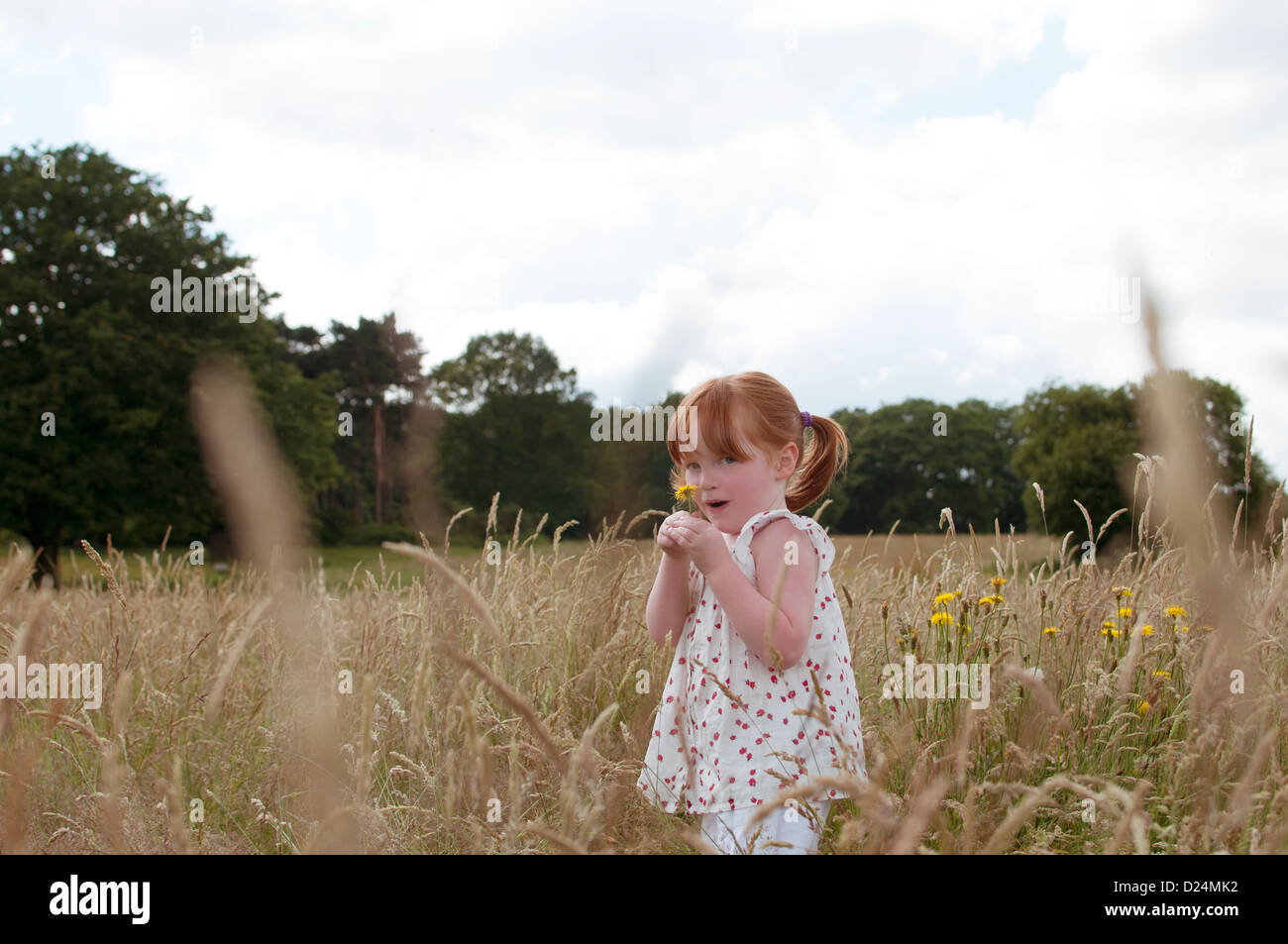 A little girl standing in a field holding a wild flower Stock Photo - Alamy