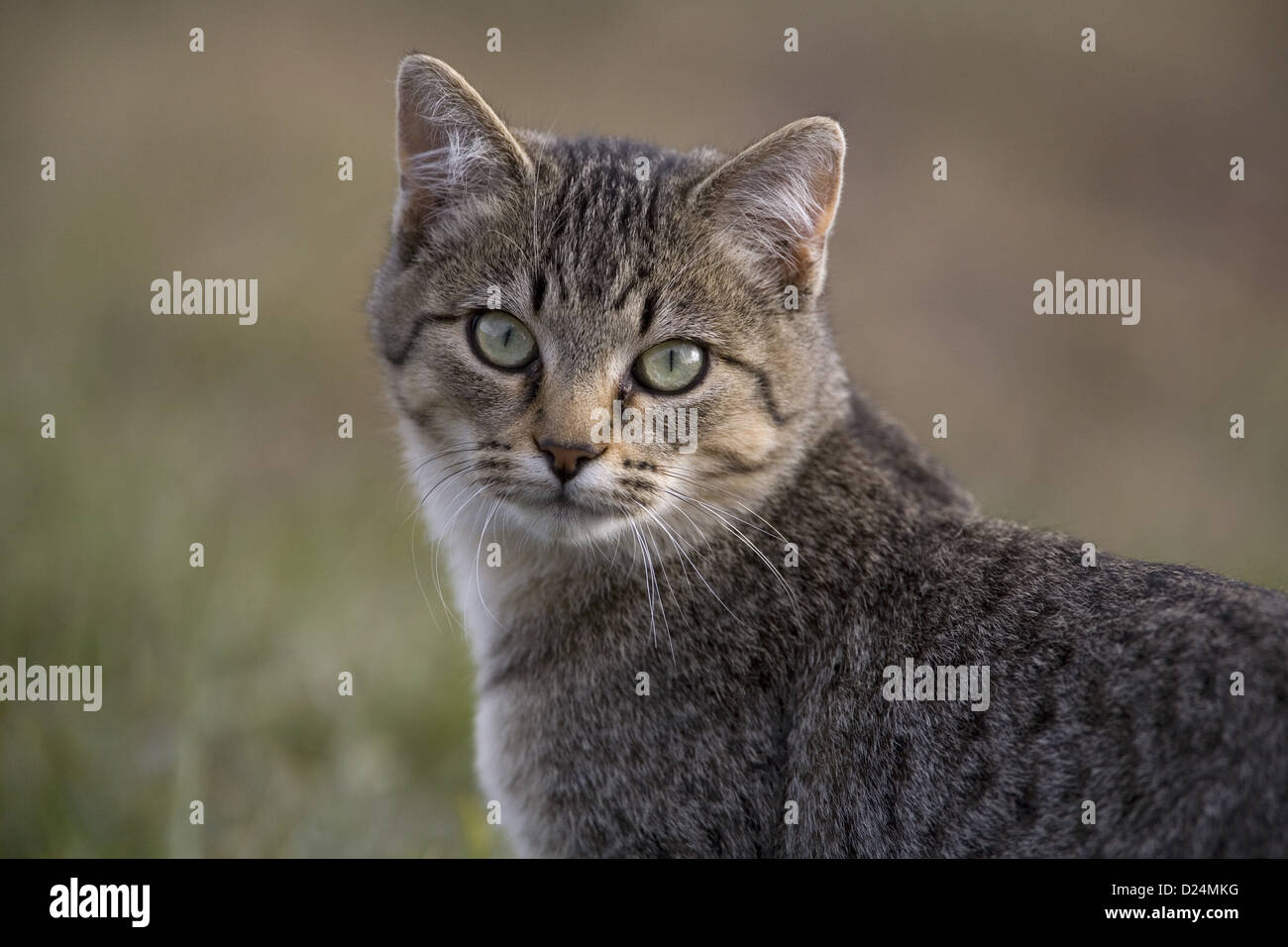 Domestic Cat, immature, close-up of head, on farm, North Dakota, U.S.A., October Stock Photo