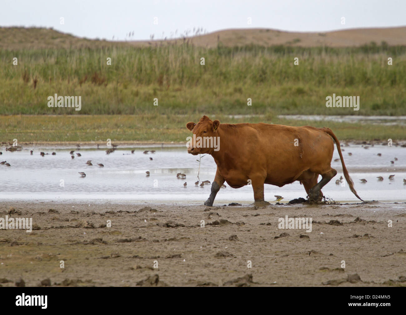 Domestic Cattle cow walking on mud edge water with waders used conservation grazing management on coastal wetland Cley Marshes Stock Photo