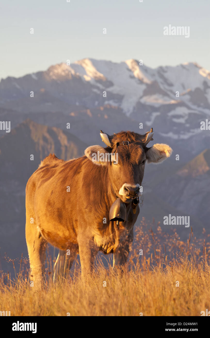 Domestic Cattle dairy bull wearing cowbell standing on alpine meadow in