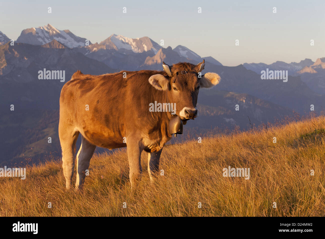 Domestic Cattle dairy bull wearing cowbell standing on alpine meadow in