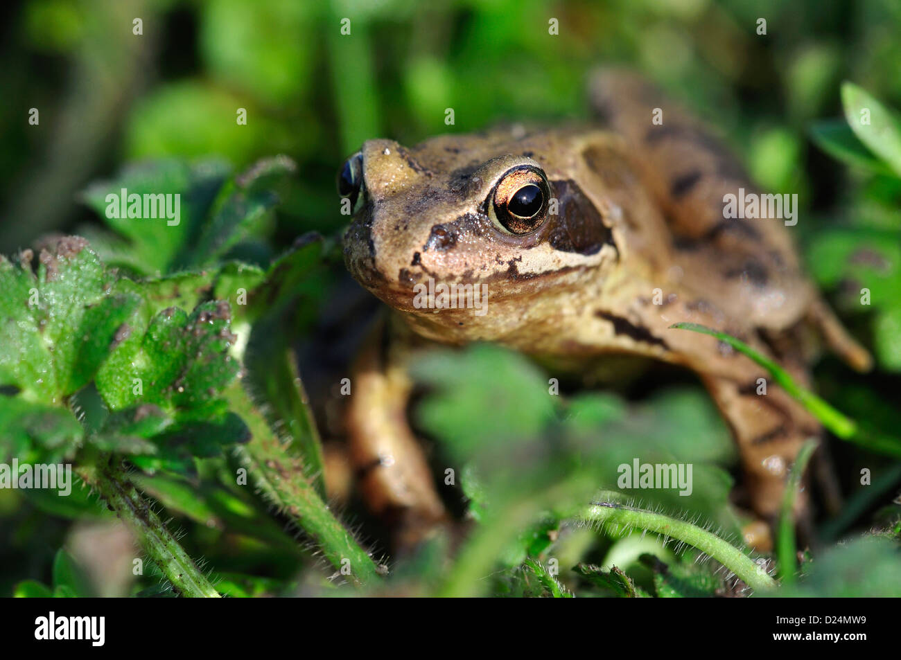 A common frog UK Stock Photo