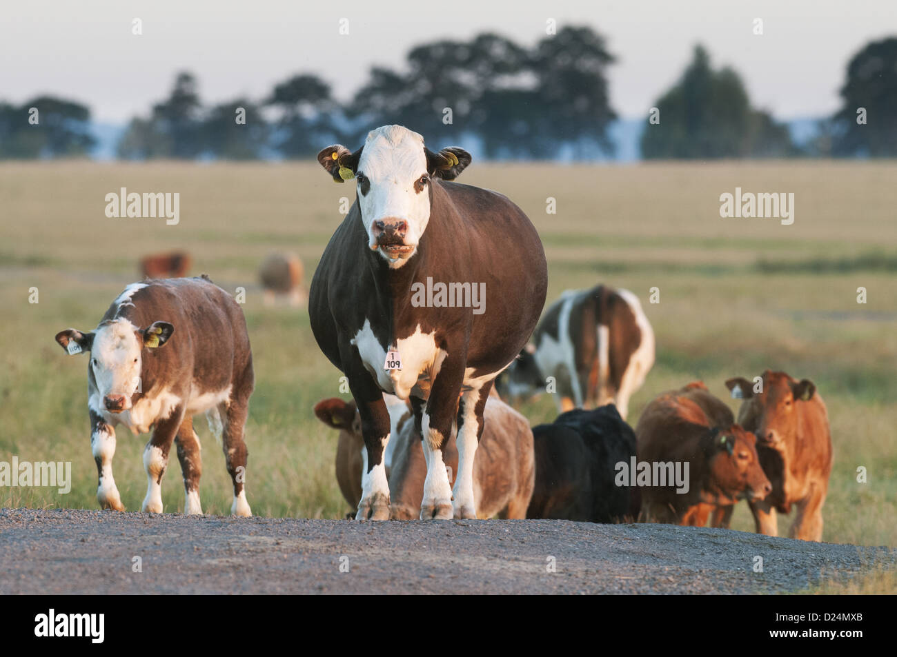Domestic Cattle beef crossbreed cows calves with ear neck identification tags standing on track in coastal grazing marsh Elmley Stock Photo