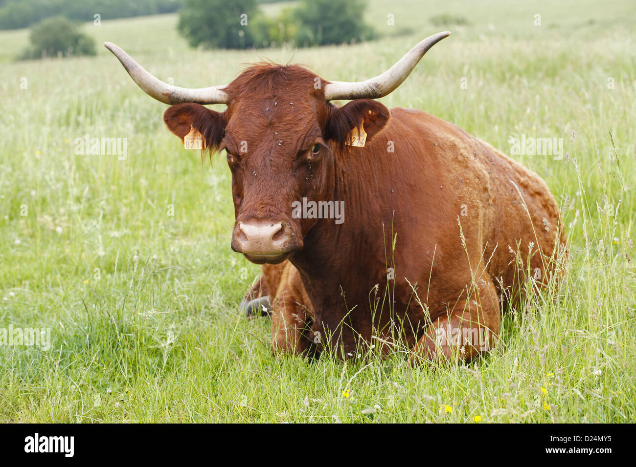 Domestic Cattle, Salers cow, resting in pasture, Lot Region, France, June Stock Photo