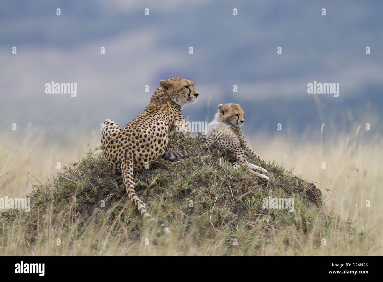 Cheetah (Acinonyx jubatus) adult female with cub, resting on termite mound, Masai Mara, Kenya, August Stock Photo