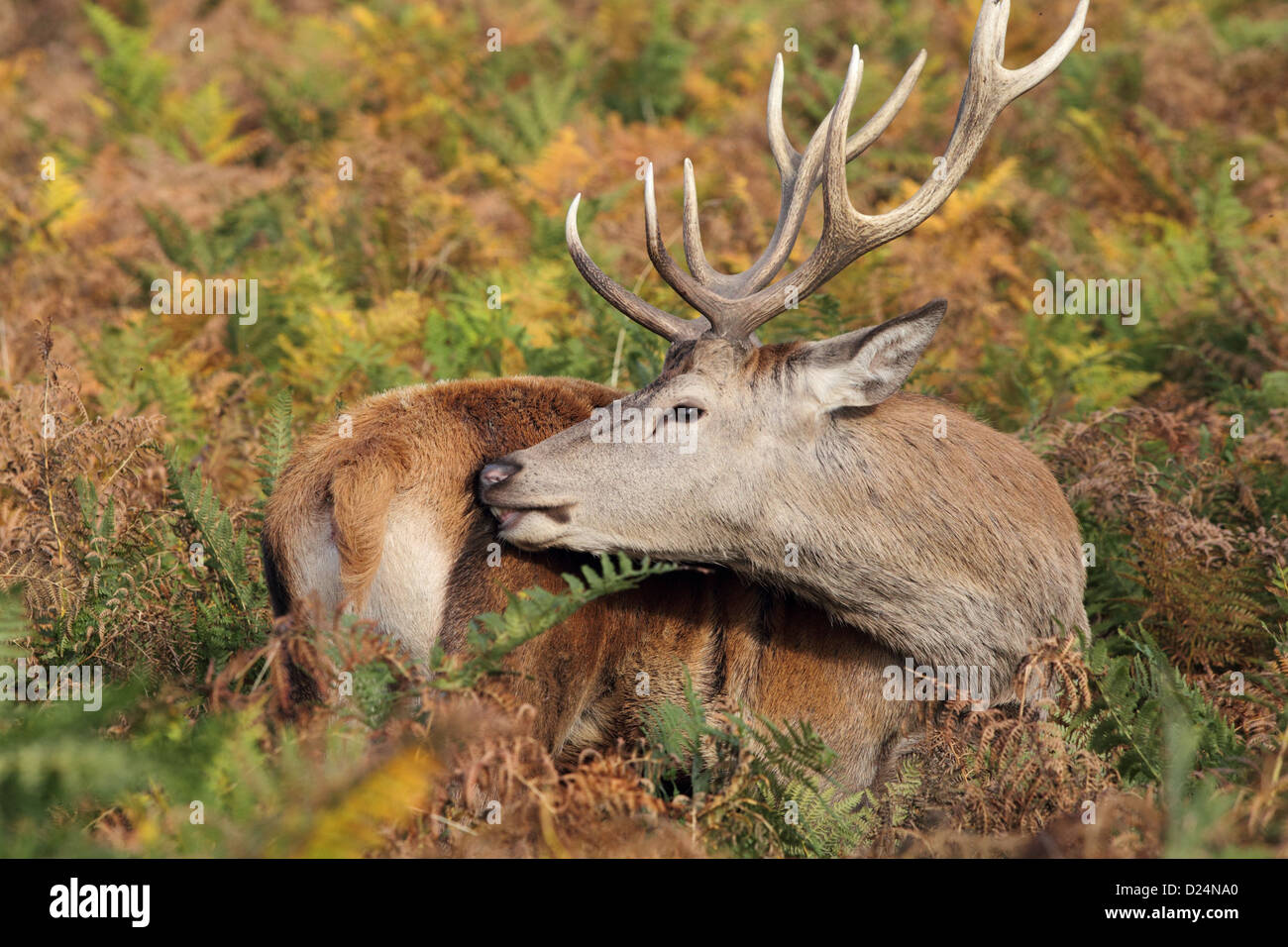 Tending to injury hi-res stock photography and images - Alamy