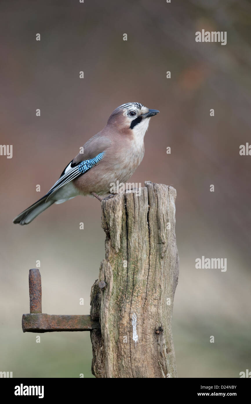 Jay, Garrulus glandarius, Single bird on fence post, Warwickshire, January 2013 Stock Photo