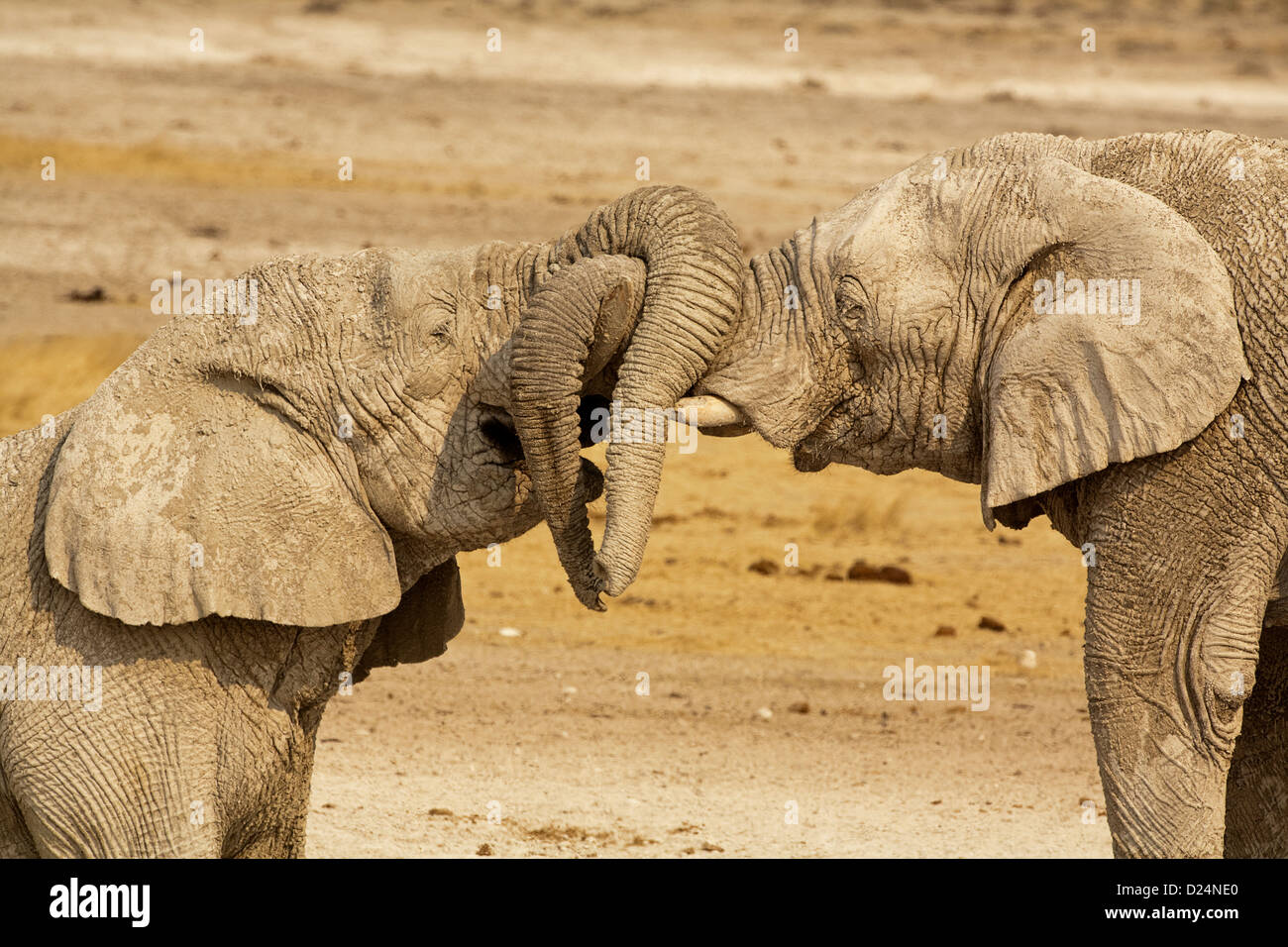 ELEPHANTS Loxodonta africanus, two elephants entwining trunks Stock ...