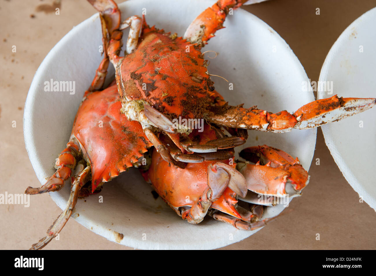 Maryland steamed crabs with old bay in a bowl  Stock Photo