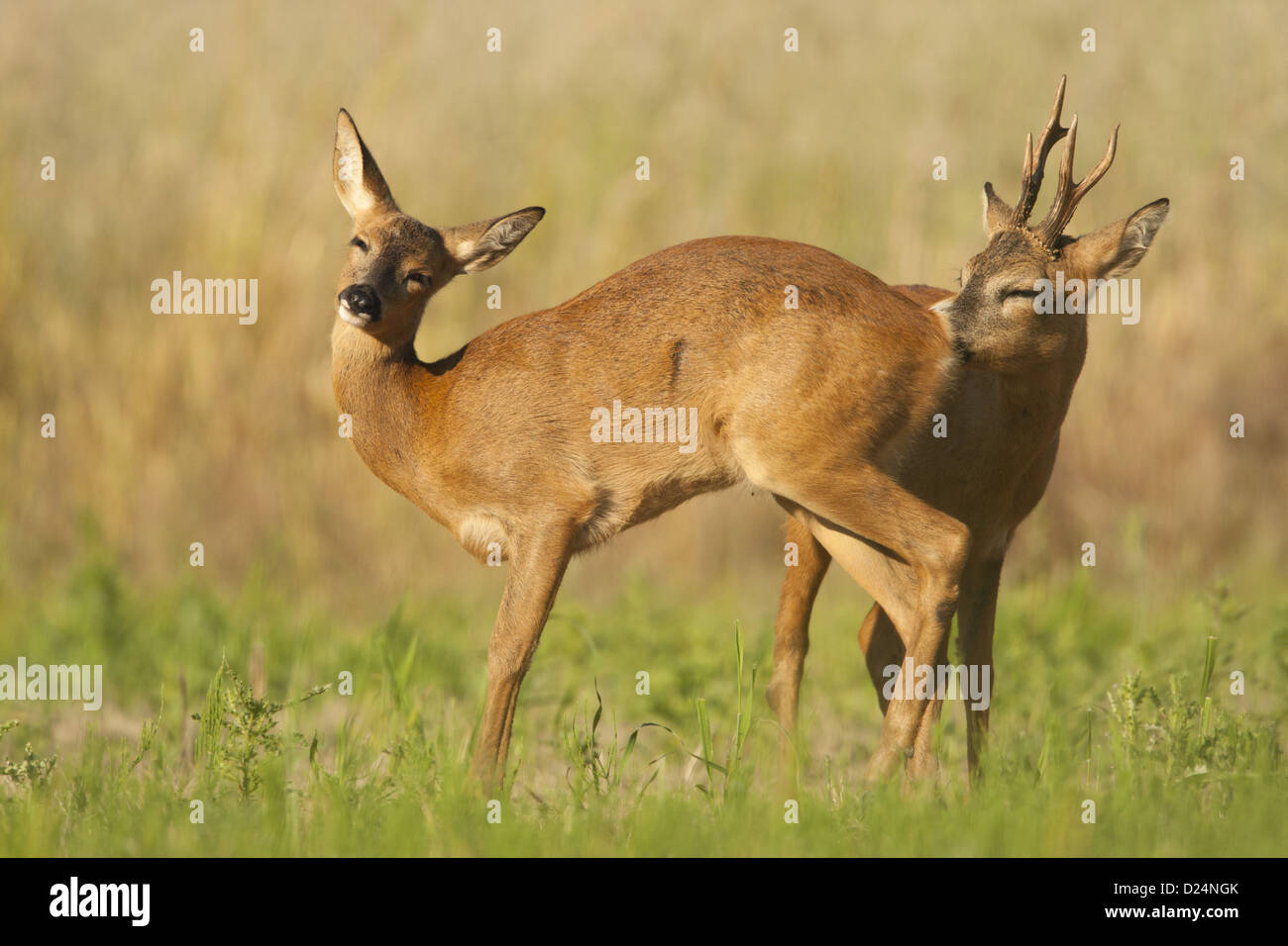 western roe deer capreolus capreolus buck and doe courting stock