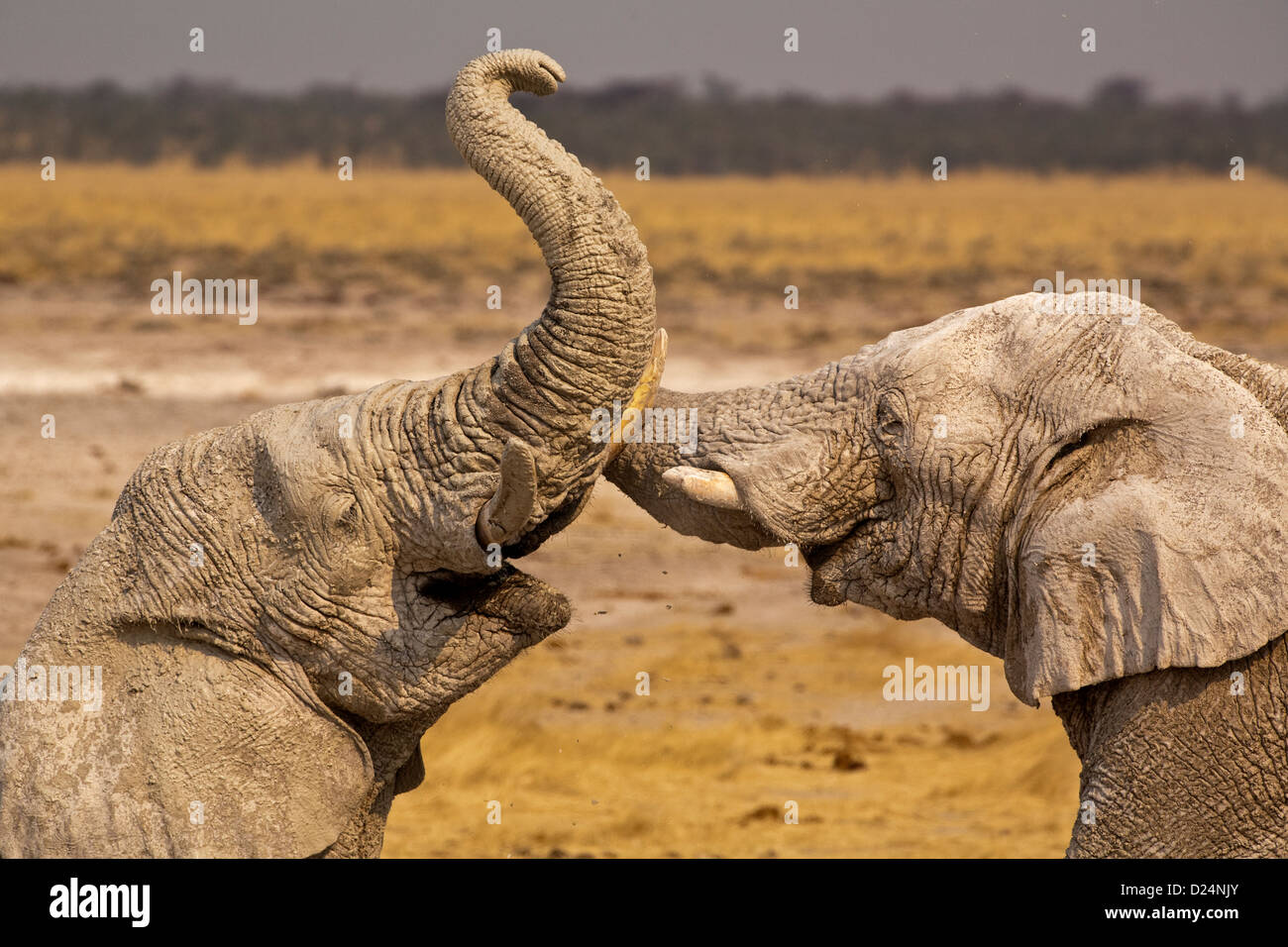 ELEPHANTS Loxodonta africanus, two elephants laughing and socializing touching trunks Stock Photo