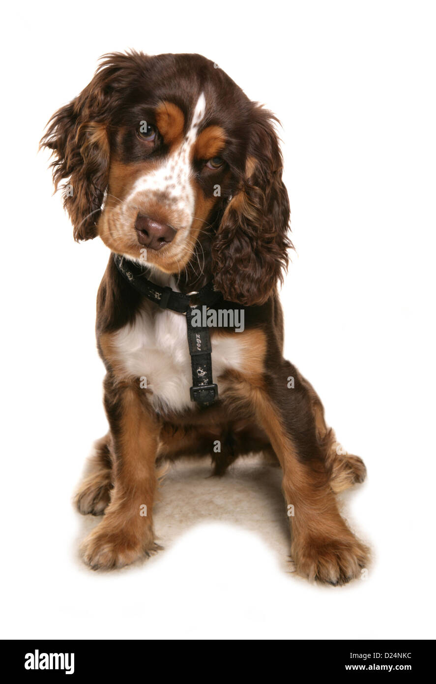 Domestic Dog, Cocker Spaniel, puppy, sitting, wearing harness Stock Photo Alamy