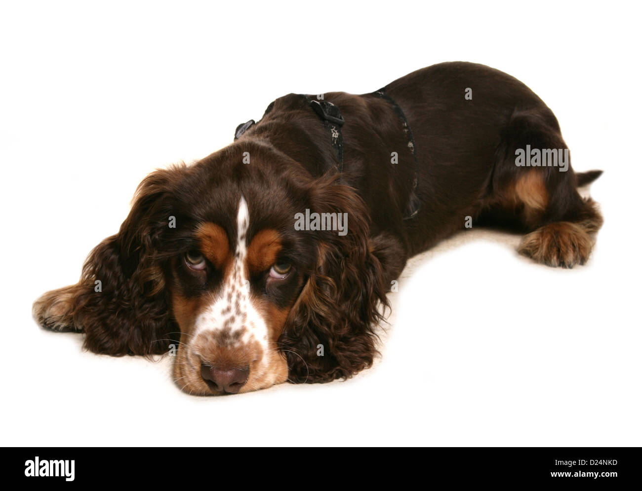 Domestic Dog, Cocker Spaniel, puppy, laying, wearing harness Stock