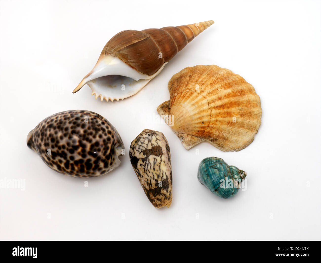 Collection of Seashells Stock Photo