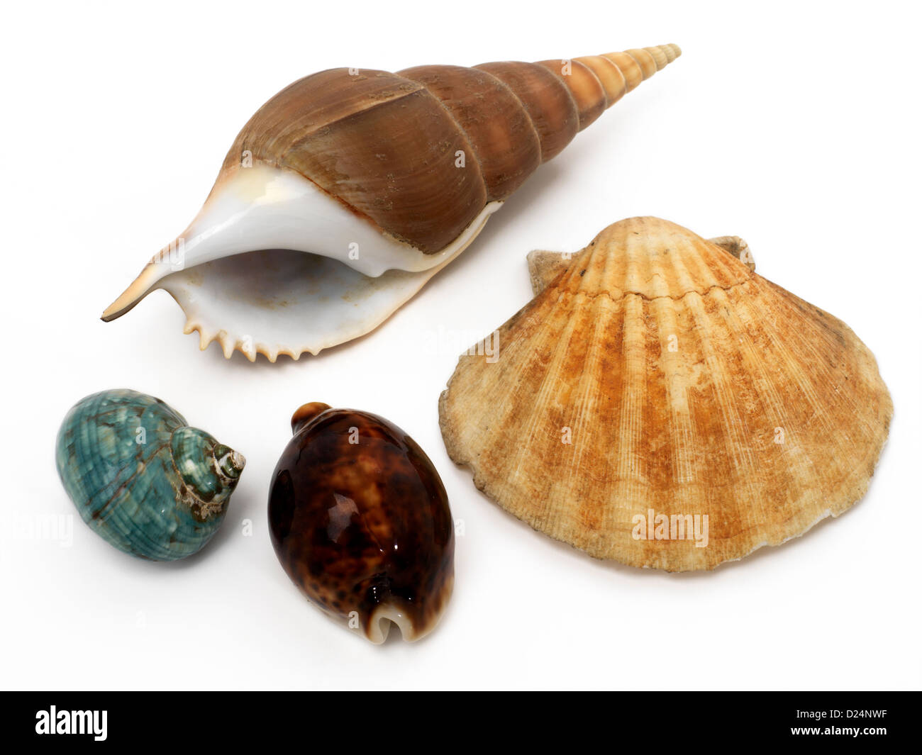 Collection of Seashells Stock Photo