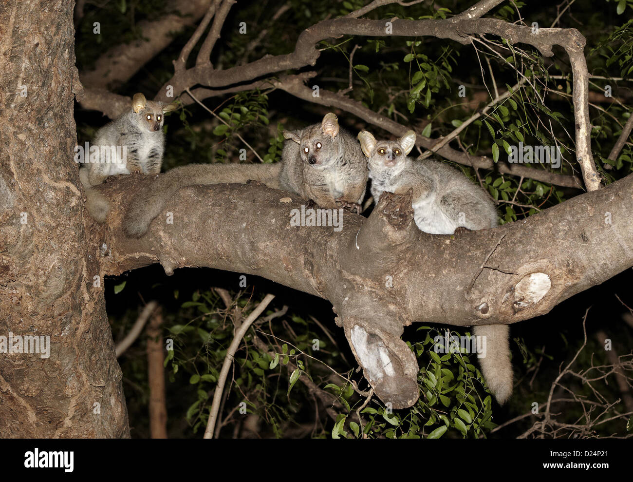Brown Greater Galago Otolemur crassicaudatus three adults sitting on branch night Pafuri Reserve Greater Kruger N.P South Stock Photo