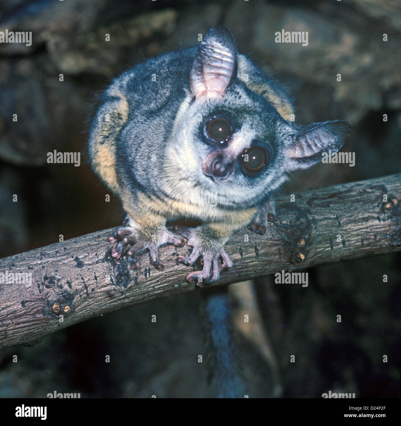 Lesser Northern Bushbaby (Galago senegalensis) On tree branch - close-up (S) Stock Photo
