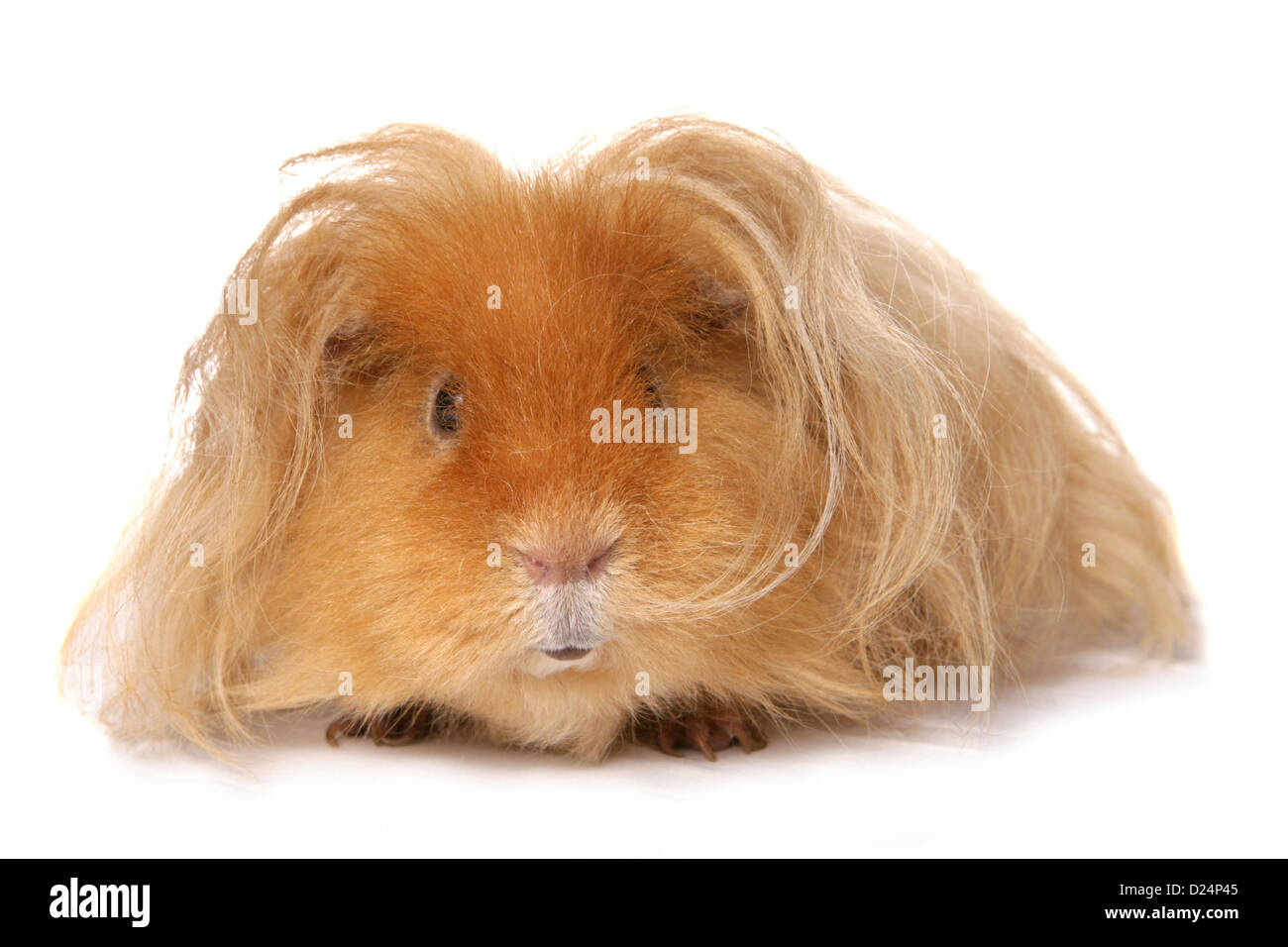 Domestic Guinea Pig Cavia Porcellus Adult With Long Hair Standing Stock Photo Alamy