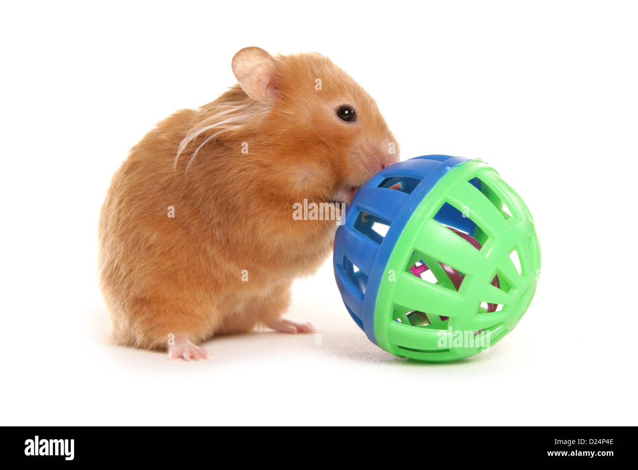 Domestic Hamster, adult, playing with toy Stock Photo - Alamy