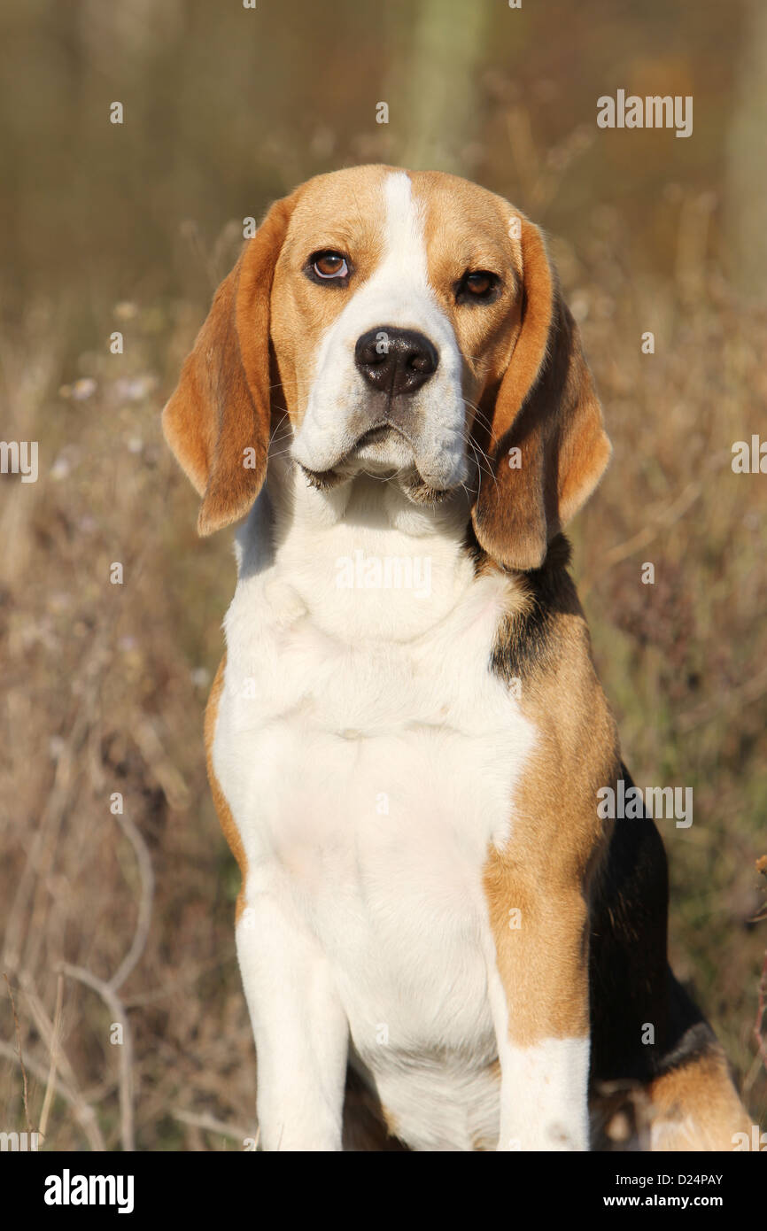 Dog Beagle adult portrait Stock Photo Alamy
